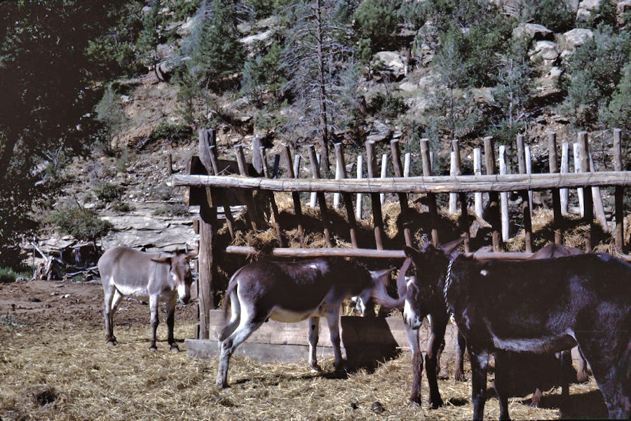 Scene from Philmont Trip 1962