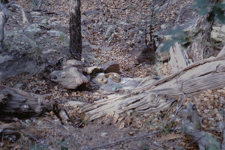 Scene from Philmont Trip 1962