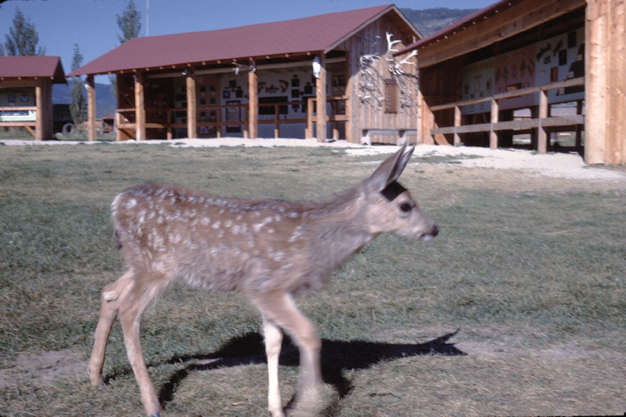 Scene from Philmont Trip 1962